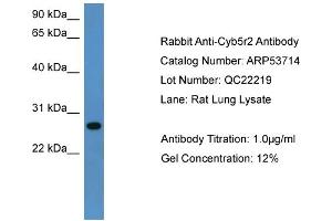 WB Suggested Anti-Cyb5r2  Antibody Titration: 0. (CYB5R2 antibody  (C-Term))
