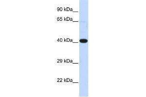 WB Suggested Anti-HSF2BP Antibody Titration:  0.