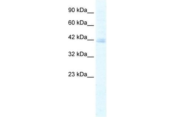 KCTD18 antibody  (N-Term)