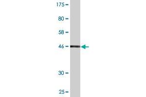 serine Dehydratase antibody  (AA 1-218)