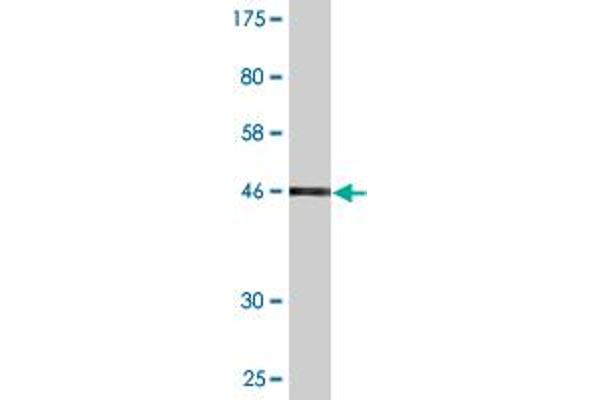 serine Dehydratase antibody  (AA 1-218)