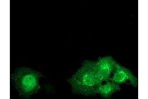 Anti-DTNA mouse monoclonal antibody (ABIN2454067) immunofluorescent staining of COS7 cells transiently transfected by pCMV6-ENTRY DTNA (RC223952). (DTNA antibody)