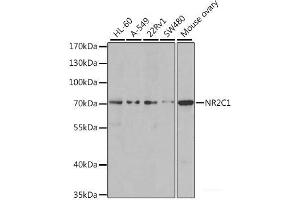 Western blot analysis of extracts of various cell lines using NR2C1 Polyclonal Antibody at dilution of 1:1000. (NR2C1 antibody)