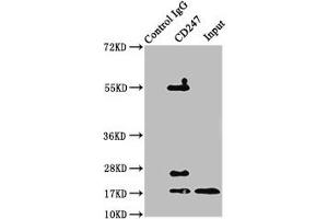 Immunoprecipitating CD247 in jurkat whole cell lysate Lane 1: Rabbit control IgG instead of ABIN7171394 in jurkat whole cell lysate. (CD247 antibody  (AA 88-153))