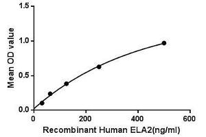 Binding activity of ELA2 and COL17. (ELANE Protein)