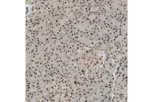 Immunohistochemical staining of human pancreas with RBM25 polyclonal antibody  shows strong nuclear and moderate cytoplasmic positivity in exocrine glandular cells and Islet cells at 1:500-1:1000 dilution.