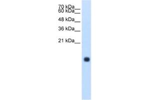 Western Blotting (WB) image for anti-Cystatin S (CST4) antibody (ABIN2462511)
