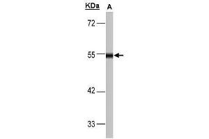 WB Image Sample(30 μg of whole cell lysate) A:293T 10% SDS PAGE antibody diluted at 1:1000