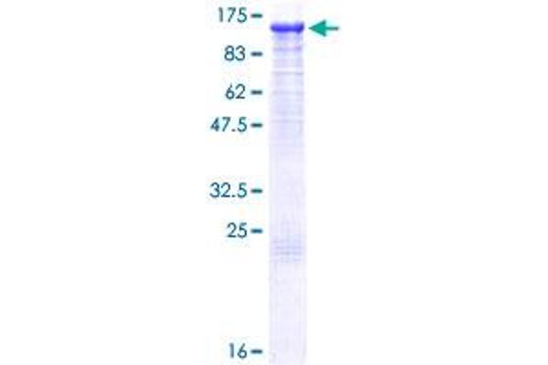 UBA1 Protein (AA 1-1058) (GST tag)