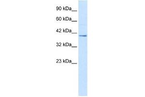 Nucleobindin 2 antibody used at 2. (NUCB2 antibody  (C-Term))