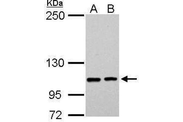 EPB41L3 antibody  (C-Term)