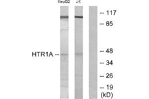 Western blot analysis of extracts from HepG2 cells and Jurkat cells, using 5-HT-1A antibody.