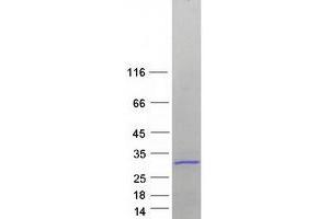 Validation with Western Blot (RPS7 Protein (Myc-DYKDDDDK Tag))
