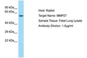 Image no. 1 for anti-Matrix Metallopeptidase 27 (MMP27) (AA 191-240) antibody (ABIN6750214) (MMP27 antibody  (AA 191-240))