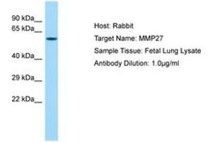 Image no. 1 for anti-Matrix Metallopeptidase 27 (MMP27) (AA 191-240) antibody (ABIN6750214)