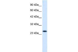 WB Suggested Anti-VPS24 Antibody Titration:  0. (CHMP3 antibody  (N-Term))
