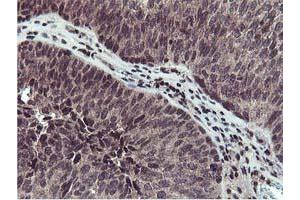 Image no. 2 for anti-Cystatin SA (CST2) antibody (ABIN1497759) (CST2 antibody)