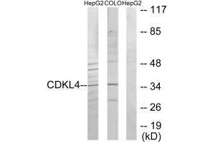 Western blot analysis of extracts from HepG2 cells and COLO205 cells, using CDKL4 antibody. (CDKL4 antibody  (C-Term))