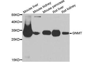 Western blot analysis of extracts of various cell lines, using GNMT antibody. (GNMT antibody  (AA 1-295))
