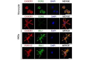 iMGs expressed CX3CR1 (green) and the specic microglial markers P2RY12 (red) and IBA-1 (green), but not CCR2 (green), a marker of monocytes. (P2RY12 antibody  (AA 141-240))