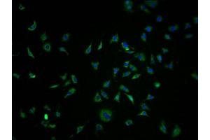 OR1K1 antibody  (AA 259-272)