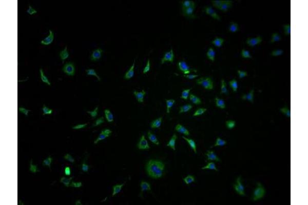 OR1K1 antibody  (AA 259-272)
