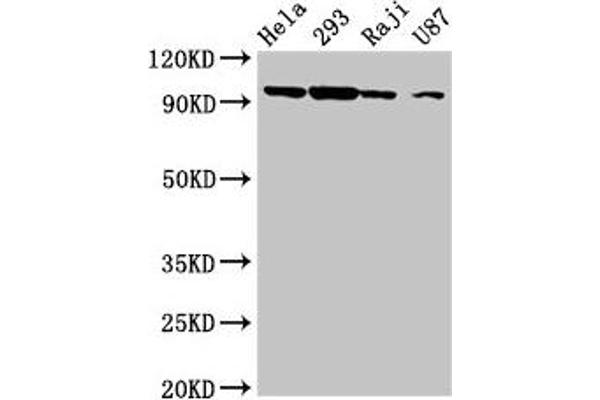 MASTL anticorps  (AA 612-740)