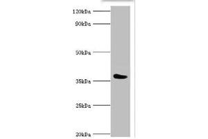 Western blot All lanes: SLAM family member 5 antibody at 6 μg/mL + Mouse liver tissue Secondary Goat polyclonal to rabbit IgG at 1/10000 dilution Predicted band size: 39, 37, 32, 31, 27, 25 kDa Observed band size: 39 kDa (CD84 antibody  (AA 22-225))
