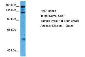 Host: Rat Target Name: USP7 Sample Tissue: Rat Brain Antibody Dilution: 1ug/ml (USP7 antibody  (Middle Region))
