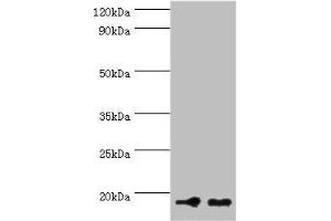 Western blot All lanes: NCBP2 antibody at 5 μg/mL Lane 1: Hela whole cell lysate Lane 2: NIH/3T3 whole cell lysate Secondary Goat polyclonal to rabbit at 1/10000 dilution Predicted band size: 19, 16, 12 kDa Observed band size: 19 kDa (NCBP2 antibody  (AA 1-156))