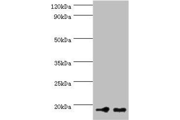 NCBP2 anticorps  (AA 1-156)