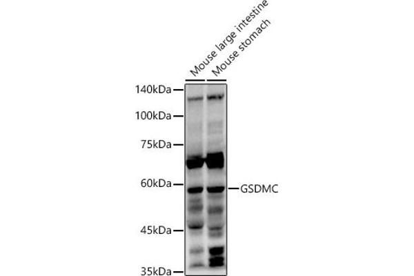 MLZE antibody  (AA 1-100)