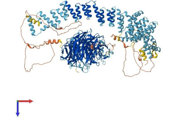 GEMIN5 Protein (AA 1-1502) (His tag)