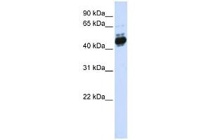 WB Suggested Anti-TFAP2B Antibody Titration: 0. (TFAP2B antibody  (N-Term))
