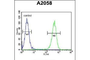 Flow cytometric analysis of A2058 cells (right histogram) compared to a negative control cell (left histogram). (GFPT2 antibody  (AA 175-201))