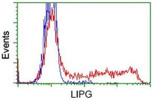Image no. 8 for anti-Lipase, Endothelial (LIPG) antibody (ABIN1499161) (LIPG antibody)