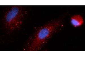 Immunofluorescence (IF) image for anti-Cathepsin S (CTSS) (AA 17-331) antibody (APC) (ABIN5565242)