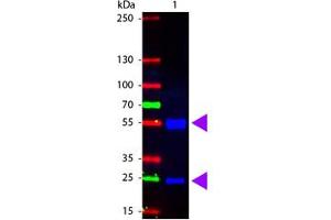 Image no. 1 for Rabbit anti-Pig IgG (Whole Molecule) antibody (FITC) (ABIN301126) (Rabbit anti-Pig IgG (Whole Molecule) Antibody (FITC))