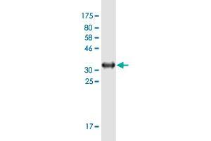 Western Blot detection against Immunogen (35. (ARHGEF18 antibody  (AA 1-89))