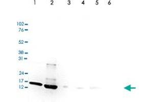 Western Blot (Cell lysate) analysis of (1) 25 ug whole cell extracts of HeLa cells, (2) 15 ug histone extracts of HeLa cells, (3) 1 ug of recombinant histone H2A, (4) 1 ug of recombinant histone H2B, (5) 1 ug of recombinant histone H3, and (6) 1 ug of recombinant histone H4. (HIST1H3A antibody  (acLys9, acLys14))