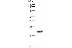 Western Blotting (WB) image for anti-Inhibitor of DNA Binding 1, Dominant Negative Helix-Loop-Helix Protein (ID1) antibody (ABIN931172) (ID1 antibody)