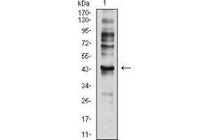 Western blot analysis using CD197 mouse mAb against C6 (1) cell lysate. (CCR7 antibody)