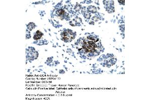 Human Pancreas (LIG4 antibody  (N-Term))
