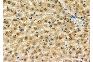 ABIN7093889 and ABIN7097932 at 1/100 staining Mouse pancreatic tissue by IHC-P. (GSTO2 antibody  (N-Term))