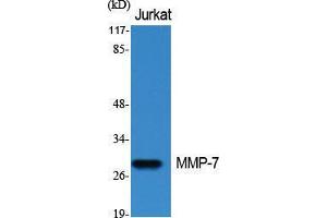 Western Blot (WB) analysis of specific cells using MMP-7 Polyclonal Antibody. (MMP7 antibody  (C-Term))