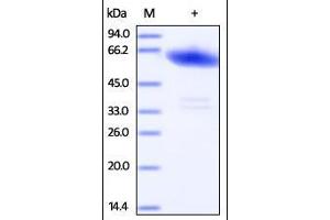 Human Ephrin-A3, Fc Tag on SDS-PAGE under reducing (R) condition. (Ephrin A3 Protein (EFNA3) (AA 23-213) (Fc Tag))