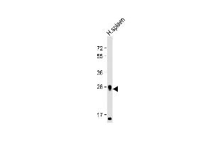 Western Blotting (WB) image for anti-Kallikrein 10 (KLK10) (AA 225-254), (C-Term) antibody (ABIN1881694)