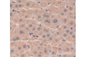 Figure. (BHMT antibody  (AA 11-314))