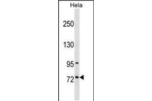 Western blot analysis in Hela cell line lysates (35ug/lane). (Splicing Factor 4 antibody  (AA 364-393))