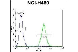 CCDC54 Antibody (Center) (ABIN655421 and ABIN2844960) flow cytometric analysis of NCI- cells (right histogram) compared to a negative control cell (left histogram). (CCDC54 antibody  (AA 91-119))